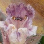 Orobanche pubescens Blüte