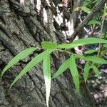 Salix nigra Leaf