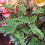 Begonia sutherlandii Foglia