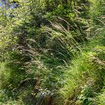 Calamagrostis varia Bloem