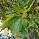 Acer saccharum Folha