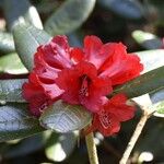 Rhododendron piercei Квітка
