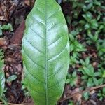 Coelocaryon preussii Hoja