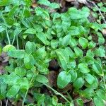 Asparagus asparagoides Blatt
