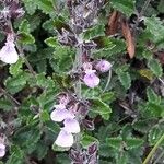 Teucrium chamaedrysKwiat