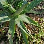 Aloe lateritia पत्ता