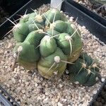 Gymnocalycium capillense Leaf