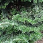 Abies nordmanniana Лист