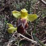 Ophrys lupercalis Kvet