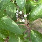 Cornus sericeaMeyve