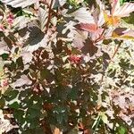 Physocarpus opulifolius عادت داشتن