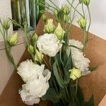 Eustoma russellianum ᱵᱟᱦᱟ