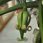 Vasconcellea pubescens Floro