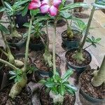 Adenium obesumRinde