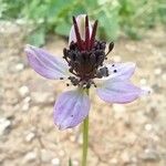 Nigella hispanica Fleur