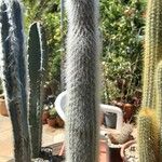 Cleistocactus strausii 形態