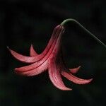 Lilium canadense Blüte