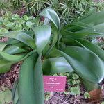 Haemanthus coccineus पत्ता