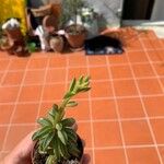 Peperomia asperula Blatt