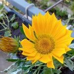 Gazania linearis Кветка