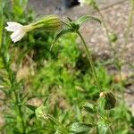 Silene latifoliaКвітка