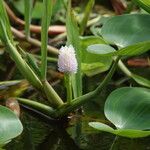 Pontederia rotundifolia Кветка