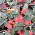 Cotoneaster franchetii Fruit