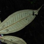 Miconia acuminata Leaf