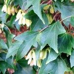 Acer buergerianum Vrucht