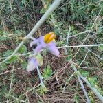 Solanum arundo Flower