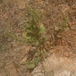 Rumex roseus Hoja