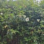 Rosa laevigata Habit