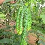 Phyllodium pulchellum Leaf