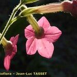 Nicotiana alata പുഷ്പം