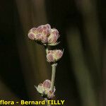 Bupleurum tenuissimum अन्य