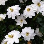 Gardenia thunbergia Cvet