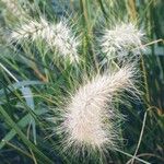 Elymus canadensis Hoja