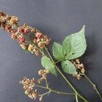 Rubus imbricatus Λουλούδι