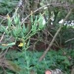 Lactuca quercina Квітка