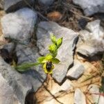 Ophrys lutea 花