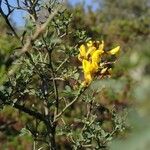 Cytisus spinosus Virág