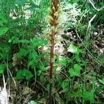 Orobanche hederae Habit