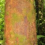 Matayba stenodictya Corteza