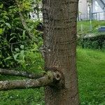 Quercus × leana 树皮