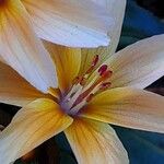 Lewisia cotyledon Flor