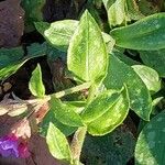 Pulmonaria longifolia Blatt