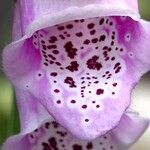 Digitalis purpurea Sonstige