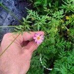 Cosmos caudatus Lorea