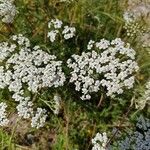 Achillea nobilisЦветок