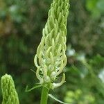 Phyteuma spicatum 花
